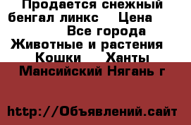 Продается снежный бенгал(линкс) › Цена ­ 25 000 - Все города Животные и растения » Кошки   . Ханты-Мансийский,Нягань г.